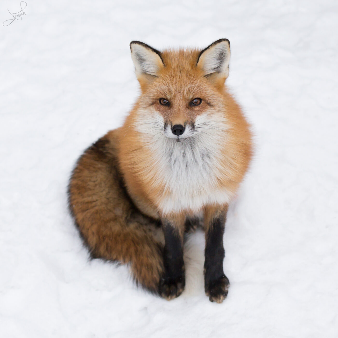 Portret lisa rudego (Vulpes vulpes) z bliska