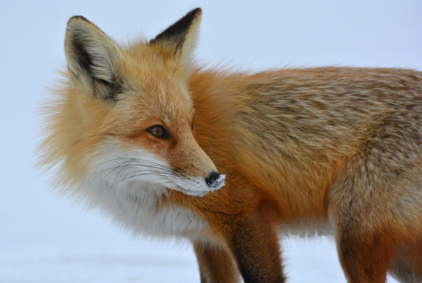 Lis rudy (Vulpes vulpes) idący po śniegu