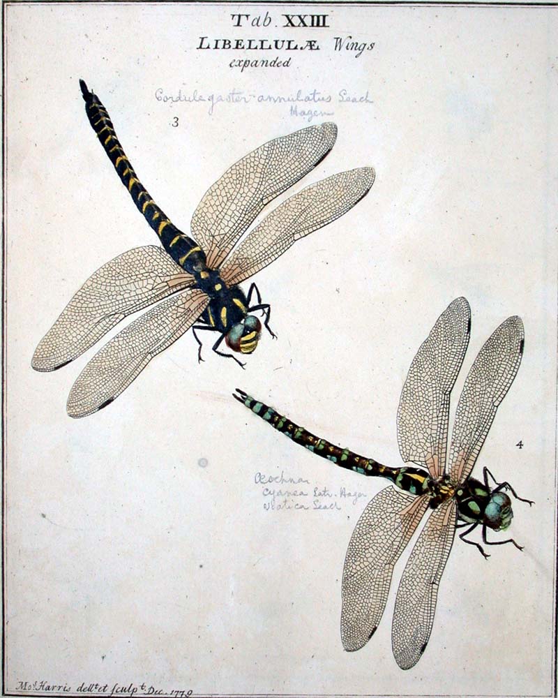 Ręcznie kolorowana tablica entomologiczna z dwiema ważkami o przezroczystych skrzydłach