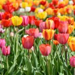 Tulipan Symbolika