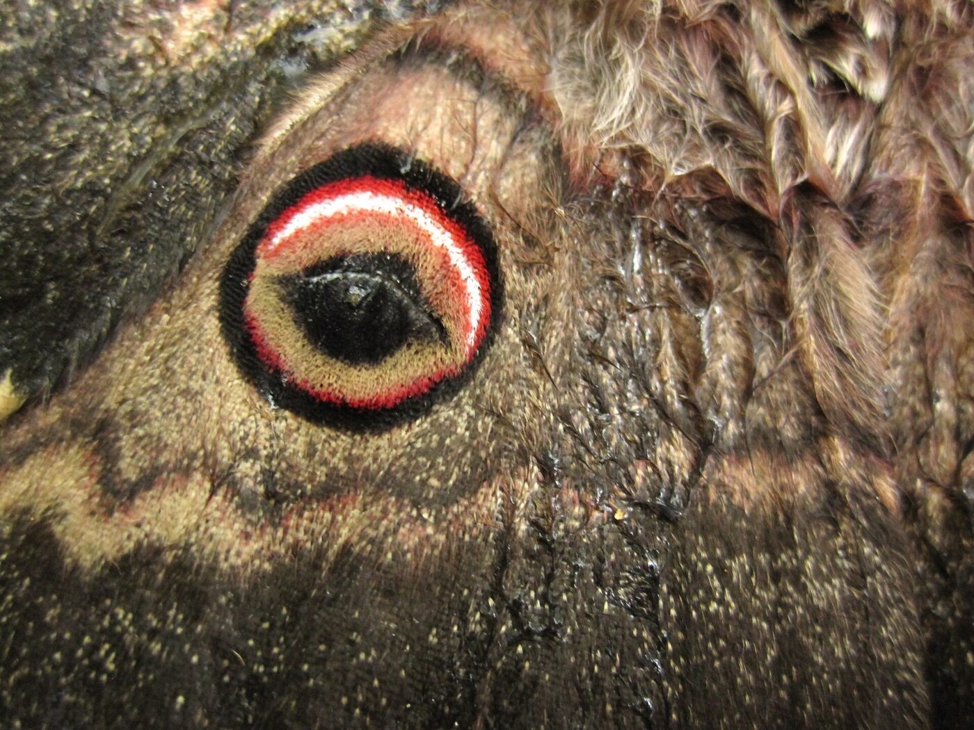 Pawica gruszówka (Saturnia pyri) z plamą przypominającą oko na skrzydle
